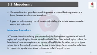 3.2 Mesoderm :
 The mesoderm is a germ layer which is present in trophoblastic organisms; it is
found between ectoderm and endoderm.
 It goes on to form many central structures including the skeletal system,muscular
system and notochord.
Mesoderm formation -
The mesoderm form during gastrulation.Early in development egg consist of animal
region and vegetal region. Future mesodermal cells form from animal region cells at the
boundary of these two regions as an equatorial band.Unlike the other two germ layers
whose fate is determined by maternal factors present in egg,future mesodeal cells form
in responce to signals from future endodermal cells in vegetal region.
Smart Study 12
 