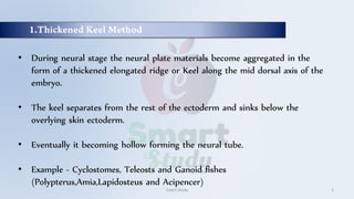 • During neural stage the neural plate materials become aggregated in the
form of a thickened elongated ridge or Keel along the mid dorsal axis of the
embryo.
• The keel separates from the rest of the ectoderm and sinks below the
overlying skin ectoderm.
• Eventually it becoming hollow forming the neural tube.
• Example - Cyclostomes, Teleosts and Ganoid fishes
(Polypterus,Amia,Lapidosteus and Acipencer)
Smart Study 2
 