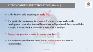 Smart Study 21
 Cells develop only according to early fate.
 If a particular blastomere is removed from an embryo early in the
development, then that isolated blastomere will produced the same cell that
it would have made if it were still a part of that embryo.
 Prospective potency is equal to prospective fate.
 Autonomous specification show mosaic development and seen in
invertebrates.
 