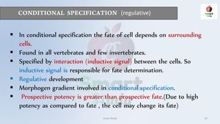 (regulative)
Smart Study 24
 In conditional specification the fate of cell depends on surrounding
cells.
 Found in all vertebrates and few invertebrates.
 Specified by interaction (inductive signal) between the cells. So
inductive signal is responsible for fate determination.
 Regulative development
 Morphogen gradient involved in conditional specification.
 Prospective potency is greater than prospective fate.(Due to high
potency as compared to fate , the cell may change its fate)
 