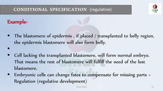 (regulative)
Smart Study 25
Example-
 The blastomere of epidermis , if placed / transplanted to belly region,
the epidermis blastomere will also form belly.

 Cell lacking the transplanted blastomere, will form normal embryo.
That means the rest of blastomere will fulfill the need of the lost
blastomere.
 Embryonic cells can change fates to compensate for missing parts =
Regulation (regulative development)
 