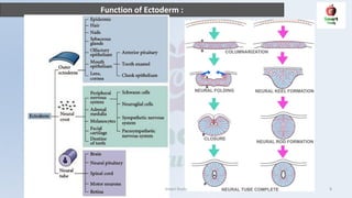 Function of Ectoderm :
Smart Study 8
 