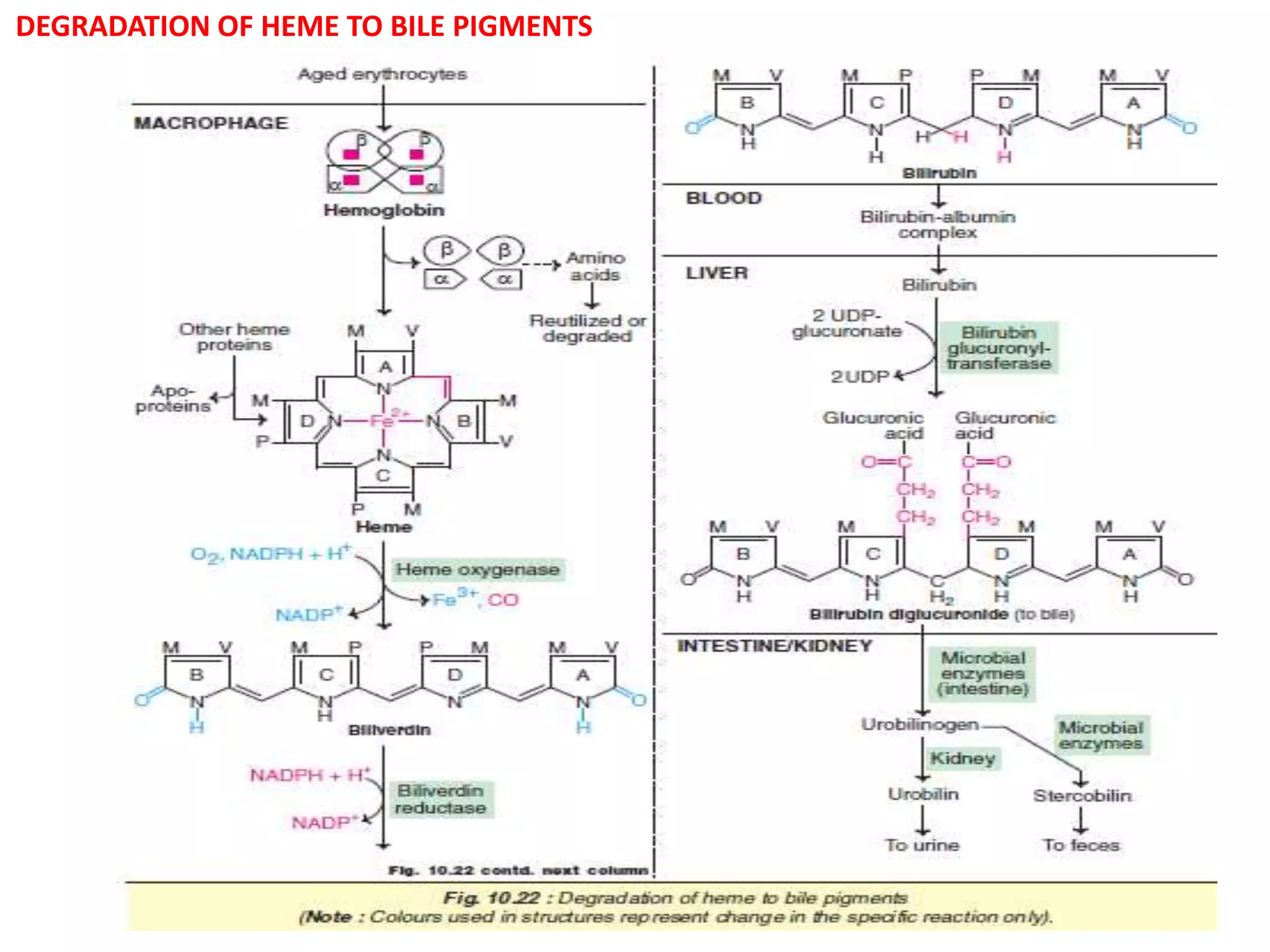 DEGRADATION OF HEME TO BILE PIGMENTS
 