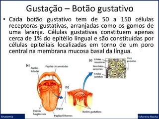 Gustação – Botão gustativo
Prof. Me. André Moreira Rocha
Anatomia
• Cada botão gustativo tem de 50 a 150 células
receptoras gustativas, arranjadas como os gomos de
uma laranja. Células gustativas constituem apenas
cerca de 1% do epitélio lingual e são constituídas por
células epiteliais localizadas em torno de um poro
central na membrana mucosa basal da língua.
 