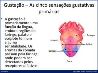 Gustação – As cinco sensações gustativas
primárias
Prof. Me. André Moreira Rocha
Anatomia
• A gustação é
primariamente uma
função da língua,
embora regiões da
faringe, palato e
epiglote tenham
alguma
sensibilidade. Os
aromas da comida
passam pela faringe,
onde podem ser
detectados pelos
receptores olfativos.
 