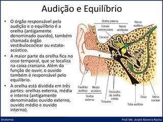 Audição e Equilíbrio
Prof. Me. André Moreira Rocha
Anatomia
• O órgão responsável pela
audição e o equilíbrio é a
orelha (antigamente
denominado ouvido), também
chamada órgão
vestibulococlear ou estato-
acústico.
• A maior parte da orelha fica no
osso temporal, que se localiza
na caixa craniana. Além da
função de ouvir, o ouvido
também é responsável pelo
equilíbrio.
• A orelha está dividida em três
partes: orelhas externa, média
e interna (antigamente
denominadas ouvido externo,
ouvido médio e ouvido
interno).
 