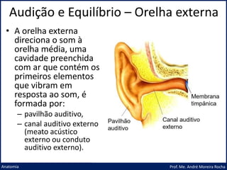 Audição e Equilíbrio – Orelha externa
Prof. Me. André Moreira Rocha
Anatomia
• A orelha externa
direciona o som à
orelha média, uma
cavidade preenchida
com ar que contém os
primeiros elementos
que vibram em
resposta ao som, é
formada por:
– pavilhão auditivo,
– canal auditivo externo
(meato acústico
externo ou conduto
auditivo externo).
 