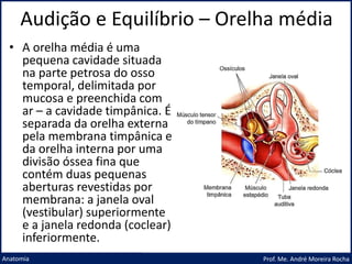 Audição e Equilíbrio – Orelha média
Prof. Me. André Moreira Rocha
Anatomia
• A orelha média é uma
pequena cavidade situada
na parte petrosa do osso
temporal, delimitada por
mucosa e preenchida com
ar – a cavidade timpânica. É
separada da orelha externa
pela membrana timpânica e
da orelha interna por uma
divisão óssea fina que
contém duas pequenas
aberturas revestidas por
membrana: a janela oval
(vestibular) superiormente
e a janela redonda (coclear)
inferiormente.
 