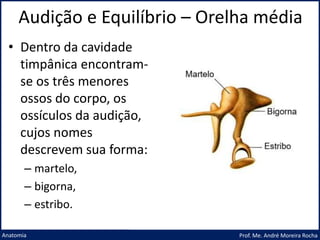 Audição e Equilíbrio – Orelha média
Prof. Me. André Moreira Rocha
Anatomia
• Dentro da cavidade
timpânica encontram-
se os três menores
ossos do corpo, os
ossículos da audição,
cujos nomes
descrevem sua forma:
– martelo,
– bigorna,
– estribo.
 