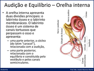 Audição e Equilíbrio – Orelha interna
Prof. Me. André Moreira Rocha
Anatomia
• A orelha interna apresenta
duas divisões principais: o
labirinto ósseo e o labirinto
membranáceo. O labirinto
ósseo é um sistema de
canais tortuosos que
perpassam o osso e
apresenta:
– uma parte anterior, a cóclea
(do latim “caracol”),
relacionada com a audição,
– uma parte posterior,
relacionada com o
equilíbrio e constituída pelo
vestíbulo e pelos canais
semicirculares.
 