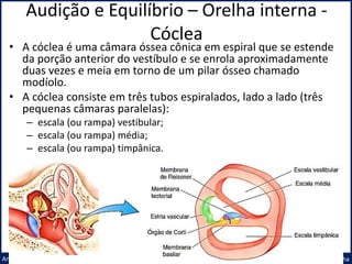 Audição e Equilíbrio – Orelha interna -
Cóclea
Prof. Me. André Moreira Rocha
Anatomia
• A cóclea é uma câmara óssea cônica em espiral que se estende
da porção anterior do vestíbulo e se enrola aproximadamente
duas vezes e meia em torno de um pilar ósseo chamado
modíolo.
• A cóclea consiste em três tubos espiralados, lado a lado (três
pequenas câmaras paralelas):
– escala (ou rampa) vestibular;
– escala (ou rampa) média;
– escala (ou rampa) timpânica.
 