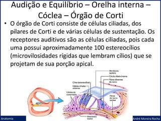 Audição e Equilíbrio – Orelha interna –
Cóclea – Órgão de Corti
Prof. Me. André Moreira Rocha
Anatomia
• O órgão de Corti consiste de células ciliadas, dos
pilares de Corti e de várias células de sustentação. Os
receptores auditivos são as células ciliadas, pois cada
uma possui aproximadamente 100 estereocílios
(microvilosidades rígidas que lembram cílios) que se
projetam de sua porção apical.
 