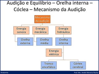Audição e Equilíbrio – Orelha interna –
Cóclea – Mecanismo da Audição
Prof. Me. André Moreira Rocha
Anatomia
 