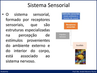 Sistema Sensorial
Prof. Me. André Moreira Rocha
Anatomia
• O sistema sensorial,
formado por receptores
sensoriais, que são
estruturas especializadas
na percepção de
estímulos provenientes
do ambiente externo e
do interior do corpo,
está associado ao
sistema nervoso.
 