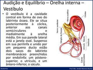 Audição e Equilíbrio – Orelha interna –
Vestíbulo
Prof. Me. André Moreira Rocha
Anatomia
• O vestíbulo é a cavidade
central em forma de ovo do
labirinto ósseo. Ele se situa
posteriormente à cóclea,
anterior aos canais
semicirculares e
medialmente à orelha
média. Em sua parede lateral
está a janela oval. Suspenso
em sua perilinfa e unido por
um pequeno ducto estão
dois sacos do labirinto
membranáceo preenchidos
por endolinfa: um póstero-
superior, o utrículo, e um
ântero-inferior, o sáculo.
 