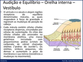 Audição e Equilíbrio – Orelha interna –
Vestíbulo
Prof. Me. André Moreira Rocha
Anatomia
• O utrículo e o sáculo e alojam regiões
receptoras do equilíbrio
denominadas máculas, as quais
respondem à força da gravidade e
registram as mudanças de posição da
cabeça.
• Cada mácula contém células ciliadas
receptoras dispersas, circundadas por
células de sustentação. Os cílios das
células ciliadas são ancorados na
membrana otolítica, uma massa
gelatinosa incrustada com
pequeníssimas pedras (cristais de
carbonato de cálcio) chamadas
otólitos ("pedras do ouvido"). Os
otólitos, embora pequenos, são
densos e aumentam o peso da
membrana e sua inércia (resistência a
mudanças no movimento).
 