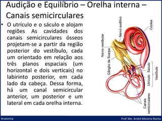 Audição e Equilíbrio – Orelha interna –
Canais semicirculares
Prof. Me. André Moreira Rocha
Anatomia
• O utrículo e o sáculo e alojam
regiões As cavidades dos
canais semicirculares ósseos
projetam-se a partir da região
posterior do vestíbulo, cada
um orientado em relação aos
três planos espaciais (um
horizontal e dois verticais) no
labirinto posterior, em cada
lado da cabeça. Dessa forma,
há um canal semicircular
anterior, um posterior e um
lateral em cada orelha interna.
 