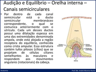 Audição e Equilíbrio – Orelha interna –
Canais semicirculares
Prof. Me. André Moreira Rocha
Anatomia
• Por dentro de cada canal
semicircular está o ducto
semicircular membranáceo
correspondente, o qual se
comunica anteriormente com o
utrículo. Cada um desses ductos
possui uma dilatação espessa em
uma das extremidades denominada
ampola, onde está alojada a região
receptora do equilíbrio, conhecida
como crista ampular. Essa estrutura
contém tufos pilosos (cílios) que se
projetam de células ciliares
semelhantes às maculares e
respondem aos movimentos
angulares (rotacionais) da cabeça.
 