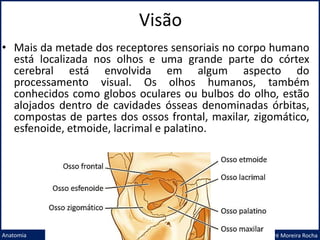 Visão
Prof. Me. André Moreira Rocha
Anatomia
• Mais da metade dos receptores sensoriais no corpo humano
está localizada nos olhos e uma grande parte do córtex
cerebral está envolvida em algum aspecto do
processamento visual. Os olhos humanos, também
conhecidos como globos oculares ou bulbos do olho, estão
alojados dentro de cavidades ósseas denominadas órbitas,
compostas de partes dos ossos frontal, maxilar, zigomático,
esfenoide, etmoide, lacrimal e palatino.
 