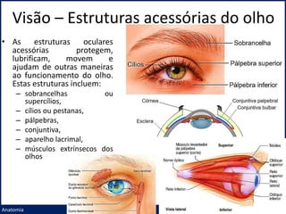 Visão – Estruturas acessórias do olho
Prof. Me. André Moreira Rocha
Anatomia
• As estruturas oculares
acessórias protegem,
lubrificam, movem e
ajudam de outras maneiras
ao funcionamento do olho.
Estas estruturas incluem:
– sobrancelhas ou
supercílios,
– cílios ou pestanas,
– pálpebras,
– conjuntiva,
– aparelho lacrimal,
– músculos extrínsecos dos
olhos
 