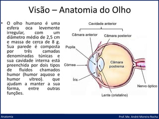Visão – Anatomia do Olho
Prof. Me. André Moreira Rocha
Anatomia
• O olho humano é uma
esfera oca levemente
irregular, com um
diâmetro médio de 2,5 cm
e massa de cerca de 8 g.
Sua parede é composta
por três camadas
denominadas túnicas e
sua cavidade interna está
preenchida por dois tipos
de fluidos chamados
humor (humor aquoso e
humor vítreo). que
ajudam a manter a sua
forma, entre outras
funções.
 