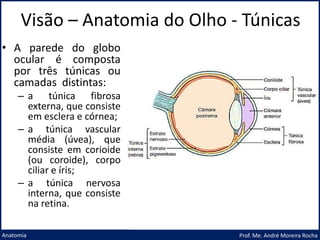 Visão – Anatomia do Olho - Túnicas
Prof. Me. André Moreira Rocha
Anatomia
• A parede do globo
ocular é composta
por três túnicas ou
camadas distintas:
– a túnica fibrosa
externa, que consiste
em esclera e córnea;
– a túnica vascular
média (úvea), que
consiste em corioide
(ou coroide), corpo
ciliar e íris;
– a túnica nervosa
interna, que consiste
na retina.
 