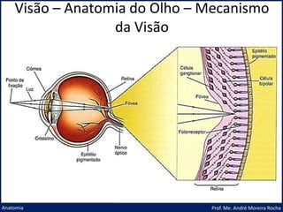 Visão – Anatomia do Olho – Mecanismo
da Visão
Prof. Me. André Moreira Rocha
Anatomia
 