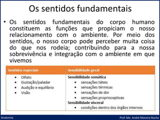 Os sentidos fundamentais
Prof. Me. André Moreira Rocha
Anatomia
• Os sentidos fundamentais do corpo humano
constituem as funções que propiciam o nosso
relacionamento com o ambiente. Por meio dos
sentidos, o nosso corpo pode perceber muita coisa
do que nos rodeia; contribuindo para a nossa
sobrevivência e integração com o ambiente em que
vivemos
 