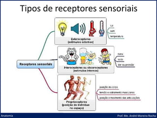 Tipos de receptores sensoriais
Prof. Me. André Moreira Rocha
Anatomia
 