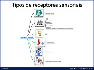 Tipos de receptores sensoriais
Prof. Me. André Moreira Rocha
Anatomia
 