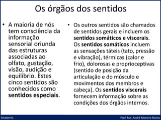 Os órgãos dos sentidos
Prof. Me. André Moreira Rocha
Anatomia
• A maioria de nós
tem consciência da
informação
sensorial oriunda
das estruturas
associadas ao
olfato, gustação,
visão, audição e
equilíbrio. Estes
cinco sentidos são
conhecidos como
sentidos especiais.
• Os outros sentidos são chamados
de sentidos gerais e incluem os
sentidos somáticos e viscerais.
Os sentidos somáticos incluem
as sensações táteis (tato, pressão
e vibração), térmicas (calor e
frio), dolorosas e proprioceptivas
(sentido de posição da
articulação e do músculo e
movimentos dos membros e
cabeça). Os sentidos viscerais
fornecem informação sobre as
condições dos órgãos internos.
 