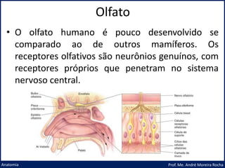 Olfato
Prof. Me. André Moreira Rocha
Anatomia
• O olfato humano é pouco desenvolvido se
comparado ao de outros mamíferos. Os
receptores olfativos são neurônios genuínos, com
receptores próprios que penetram no sistema
nervoso central.
 