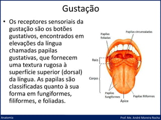 Gustação
Prof. Me. André Moreira Rocha
Anatomia
• Os receptores sensoriais da
gustação são os botões
gustativos, encontrados em
elevações da língua
chamadas papilas
gustativas, que fornecem
uma textura rugosa à
superfície superior (dorsal)
da língua. As papilas são
classificadas quanto à sua
forma em fungiformes,
filiformes, e foliadas.
 