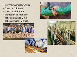 2. CRITERIO OCUPACIONAL
- Corte de tráqueas.
- Corte de abdomen
- Extracción de menudo
- Retiro de hígado y hiel
- Retiro de tripas y grasa
57
 