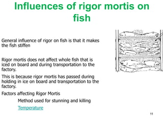 11
General influence of rigor on fish is that it makes
the fish stiffen
Rigor mortis does not affect whole fish that is
iced on board and during transportation to the
factory.
This is because rigor mortis has passed during
holding in ice on board and transportation to the
factory.
Factors affecting Rigor Mortis
Method used for stunning and killing
Temperature
Influences of rigor mortis on
fish
 