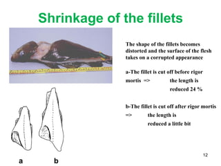 12
The shape of the fillets becomes
distorted and the surface of the flesh
takes on a corrupted appearance
a-The fillet is cut off before rigor
mortis => the length is
reduced 24 %
b-The fillet is cut off after rigor mortis
=> the length is
reduced a little bit
b
a
Shrinkage of the fillets
 