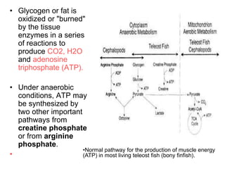 • Glycogen or fat is
oxidized or "burned"
by the tissue
enzymes in a series
of reactions to
produce CO2, H2O
and adenosine
triphosphate (ATP).
• Under anaerobic
conditions, ATP may
be synthesized by
two other important
pathways from
creatine phosphate
or from arginine
phosphate.
•
•Normal pathway for the production of muscle energy
(ATP) in most living teleost fish (bony finfish).
 