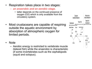 • Respiration takes place in two stages:
– an anaerobic and an aerobic stage.
• latter depends on the continued presence of
oxygen (O2) which is only available from the
circulatory system.
• Most crustaceans are capable of respiring
outside the aquatic environment by
absorption of atmospheric oxygen for
limited periods.
• Note
– Aerobic energy is restricted to vertebrate muscle
(teleost fish) while the anaerobic is characteristic
of some invertebrates such as the cephalopods
(squid and octopus).
 