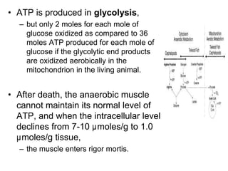 • ATP is produced in glycolysis,
– but only 2 moles for each mole of
glucose oxidized as compared to 36
moles ATP produced for each mole of
glucose if the glycolytic end products
are oxidized aerobically in the
mitochondrion in the living animal.
• After death, the anaerobic muscle
cannot maintain its normal level of
ATP, and when the intracellular level
declines from 7-10 µmoles/g to 1.0
µmoles/g tissue,
– the muscle enters rigor mortis.
 
