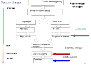 4
Sensory changes Post-mortem
changes
PUTRID
FRESH
FLAT
SWEET/STALE
Microbial spoilage
Lipid oxidation
AUTOLYSIS
Catch-bleeding-gutting
Blood circulation stops
Glycogen Lactic acid
ATP falls pH falls
Rigor mortis Enzymes activated
Resolution of rigor and
autolysis
Microorganisms
Spoilage
 