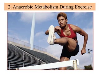 2. Anaerobic Metabolism During Exercise
 