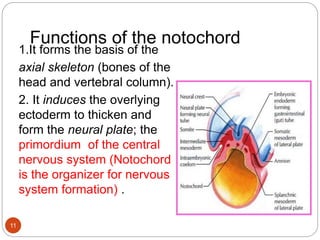 Functions of the notochord
1.It forms the basis of the
axial skeleton (bones of the
head and vertebral column).
2. It induces the overlying
ectoderm to thicken and
form the neural plate; the
primordium of the central
nervous system (Notochord
is the organizer for nervous
system formation) .
11
 