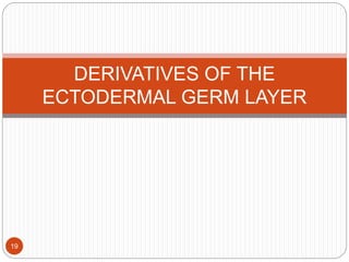 DERIVATIVES OF THE
ECTODERMAL GERM LAYER
19
 