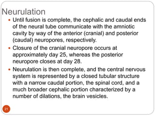 Neurulation
 Until fusion is complete, the cephalic and caudal ends
of the neural tube communicate with the amniotic
cavity by way of the anterior (cranial) and posterior
(caudal) neuropores, respectively.
 Closure of the cranial neuropore occurs at
approximately day 25, whereas the posterior
neuropore closes at day 28.
 Neurulation is then complete, and the central nervous
system is represented by a closed tubular structure
with a narrow caudal portion, the spinal cord, and a
much broader cephalic portion characterized by a
number of dilations, the brain vesicles.
21
 