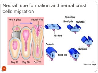 Neural tube formation and neural crest
cells migration
24
 