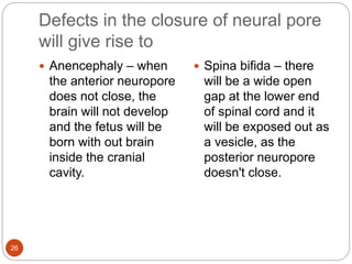 Defects in the closure of neural pore
will give rise to
 Anencephaly – when
the anterior neuropore
does not close, the
brain will not develop
and the fetus will be
born with out brain
inside the cranial
cavity.
 Spina bifida – there
will be a wide open
gap at the lower end
of spinal cord and it
will be exposed out as
a vesicle, as the
posterior neuropore
doesn't close.
26
 