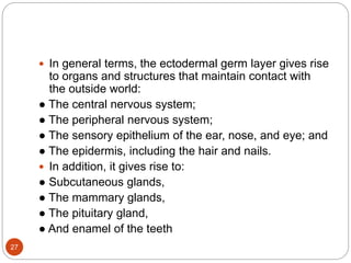  In general terms, the ectodermal germ layer gives rise
to organs and structures that maintain contact with
the outside world:
● The central nervous system;
● The peripheral nervous system;
● The sensory epithelium of the ear, nose, and eye; and
● The epidermis, including the hair and nails.
 In addition, it gives rise to:
● Subcutaneous glands,
● The mammary glands,
● The pituitary gland,
● And enamel of the teeth
27
 