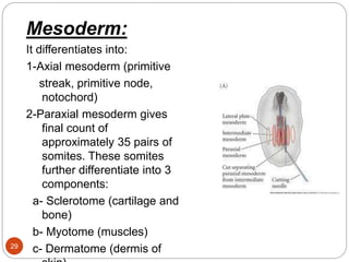 Mesoderm:
It differentiates into:
1-Axial mesoderm (primitive
streak, primitive node,
notochord)
2-Paraxial mesoderm gives
final count of
approximately 35 pairs of
somites. These somites
further differentiate into 3
components:
a- Sclerotome (cartilage and
bone)
b- Myotome (muscles)
c- Dermatome (dermis of
29
 