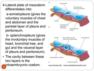 4-Lateral plate of mesoderm
differentiates into:
a-somatopleure (gives the
voluntary muscles of chest
and abdomen and the
parietal layer of pleura and
peritoneum.
b- splanchnopleure (gives
the involuntary muscles of
heart, bronchial tree, and
gut and the visceral layer
of pleura and peritoneum).
 The cavity between these
two layers is the
intraembryonic coelom.
30
 