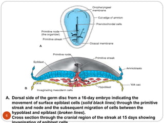 A. Dorsal side of the germ disc from a 16-day embryo indicating the
movement of surface epiblast cells (solid black lines) through the primitive
streak and node and the subsequent migration of cells between the
hypoblast and epiblast (broken lines).
B. Cross section through the cranial region of the streak at 15 days showing
6
 